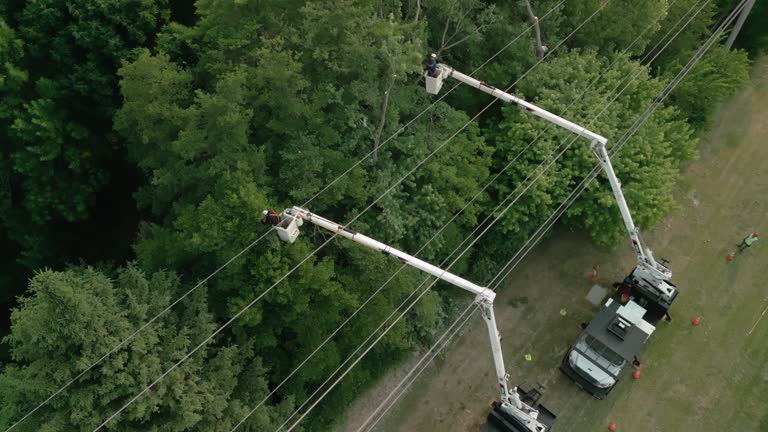 Gilberts, IL Tree Removal and Landscaping Services Company